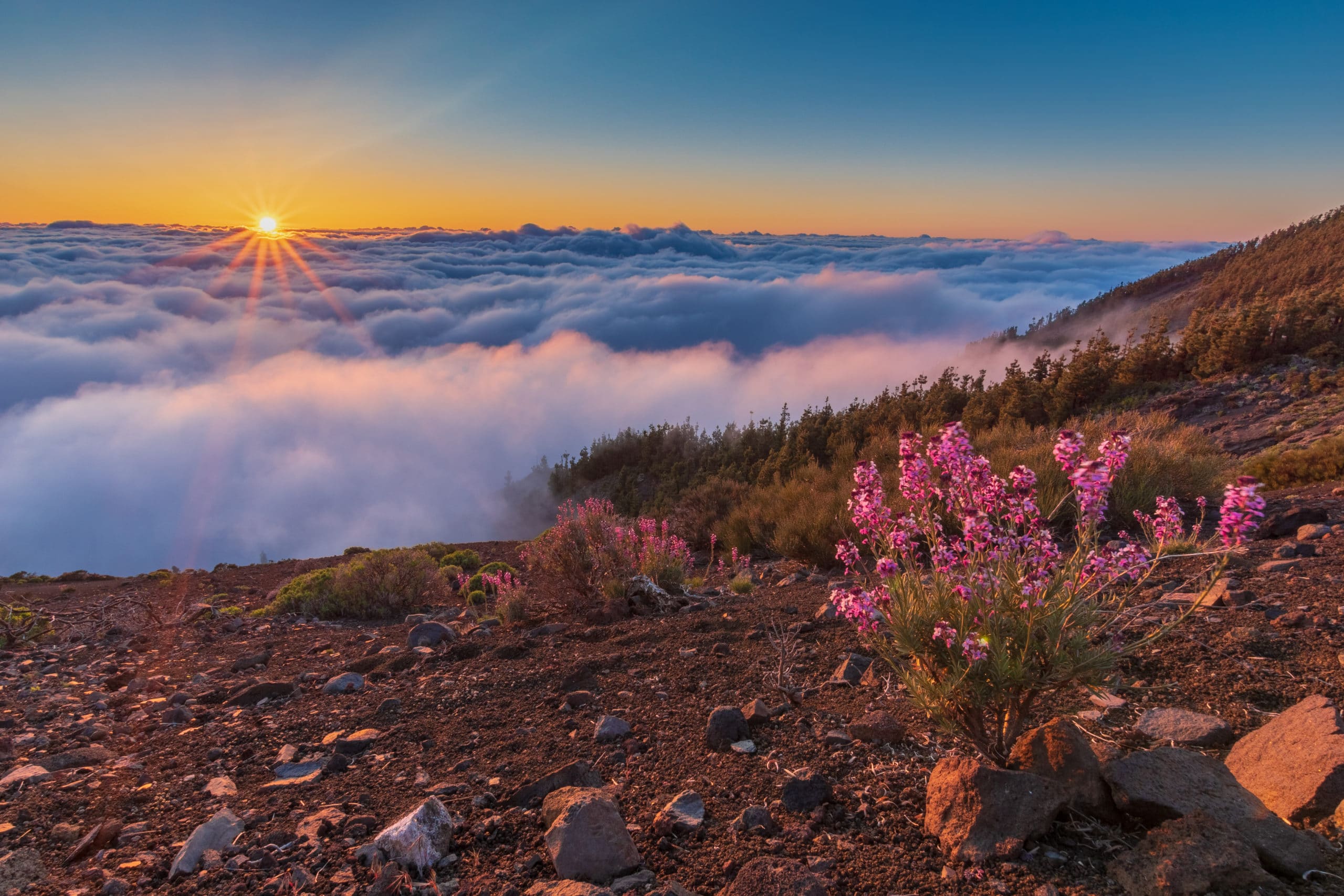 teide altura